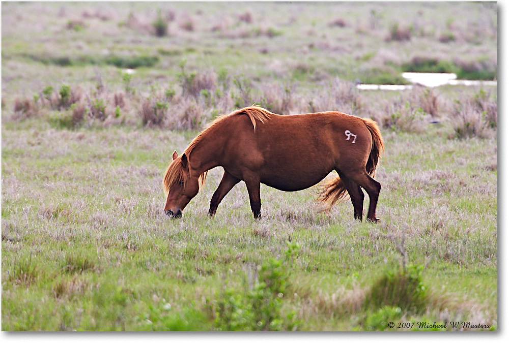 Pony_ChincoNWR-bdm_2007May_E0K0810 copy
