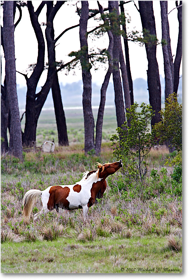 Pony_ChincoNWR-bdm_2007May_E0K0826 copy