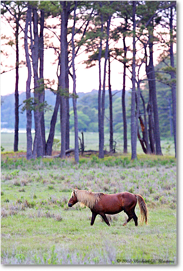Pony_ChincoNWR-bdm_2007May_Y2F2056 copy