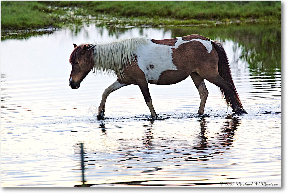 Pony_ChincoNWR-bdm_2007May_Y2F2065 copy