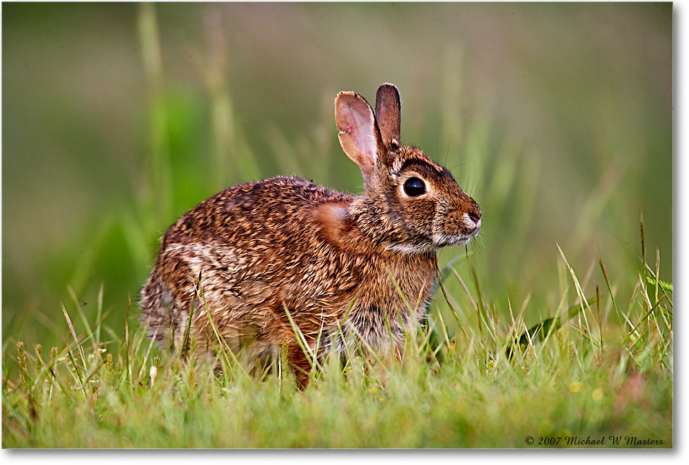 Rabbit_ChincoNWR_2007May_E0K0456 copy