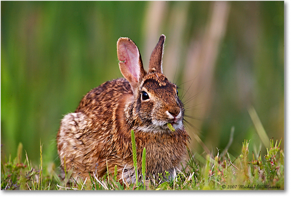 Rabbit_ChincoNWR_2007May_E0K0464 copy