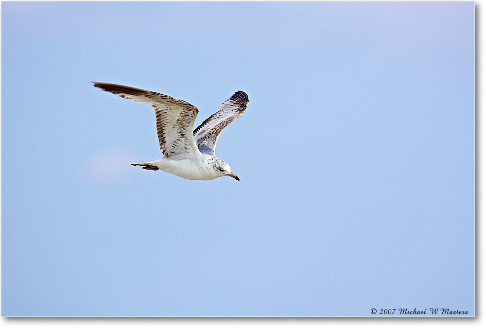 RingbillGull_Assateague_2007May_Y2F1230 copy