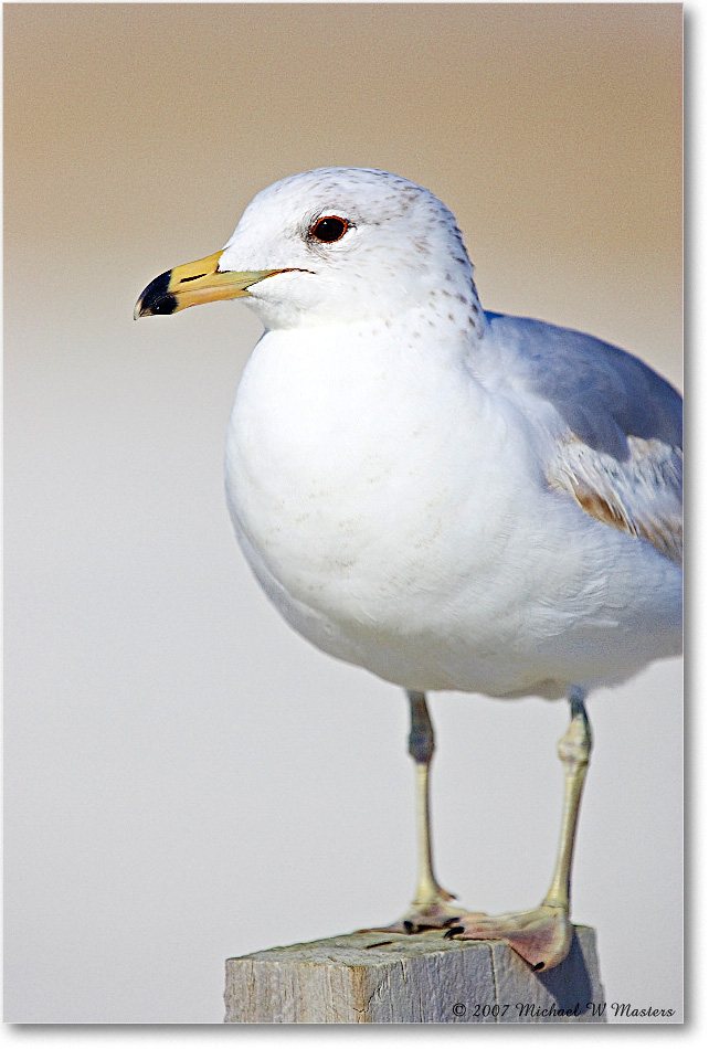 RingbillGull_Assateague_2007May_Y2F1248 copy