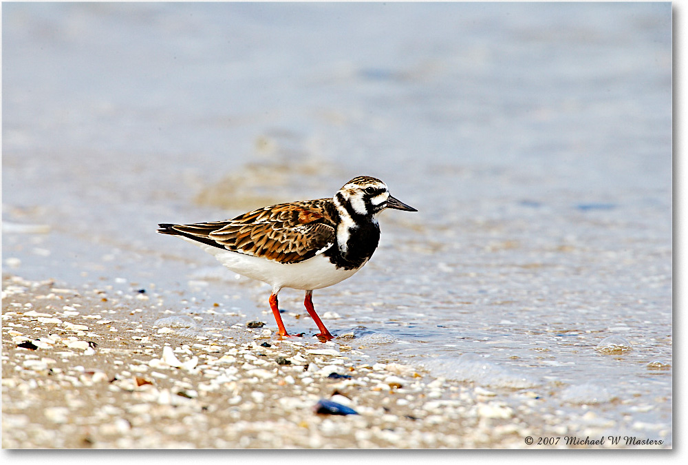 RuddyTurnstone_LittleTomsCove_2007May_E0K0759 copy