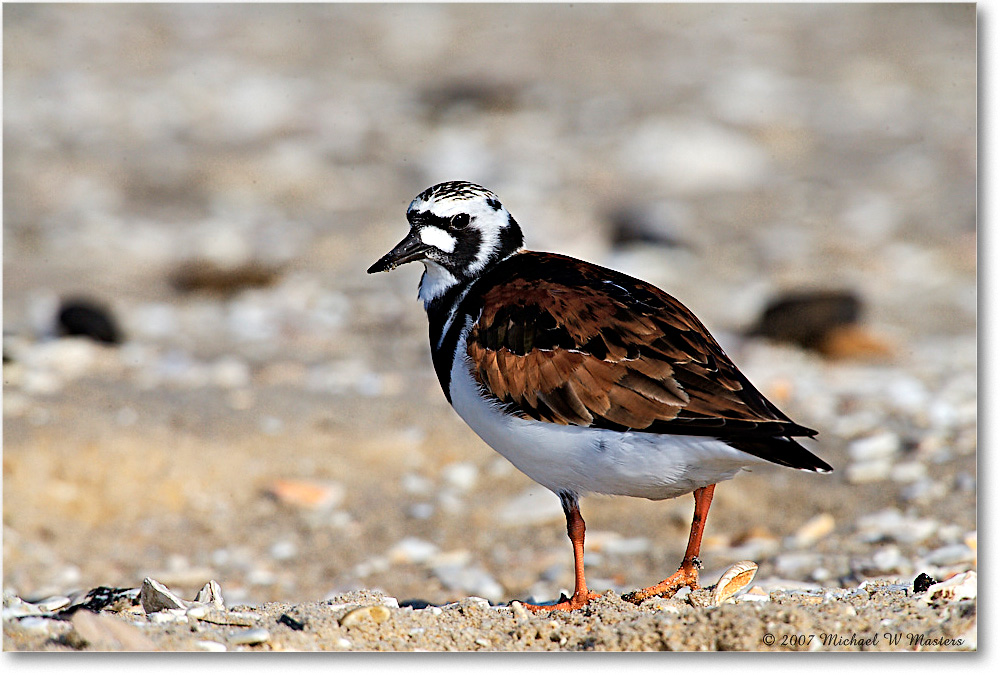 RuddyTurnstone_LittleTomsCove_2007May_E0K1042 copy