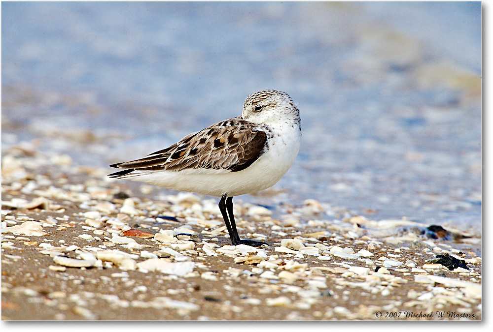 Sanderling_LittleTomsCove_2007May_E0K0744 copy