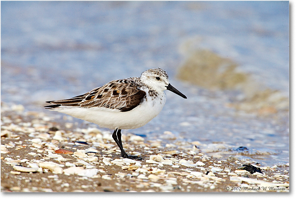 Sanderling_LittleTomsCove_2007May_E0K0746 copy