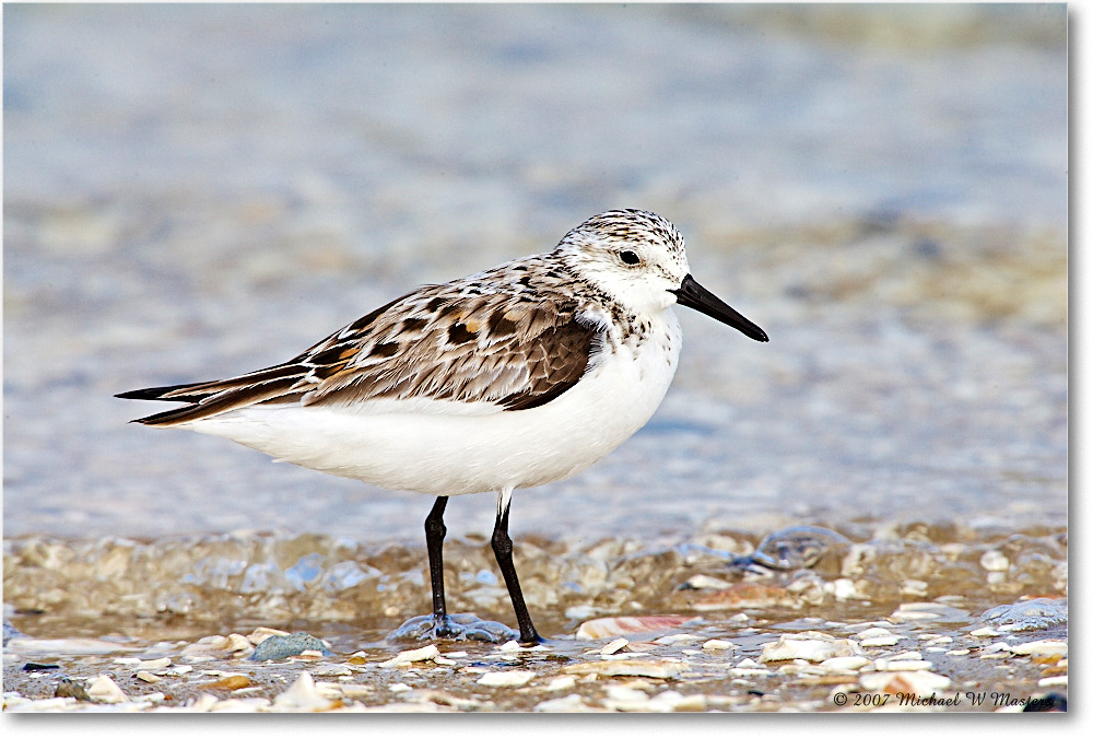 Sanderling_LittleTomsCove_2007May_E0K0753 copy