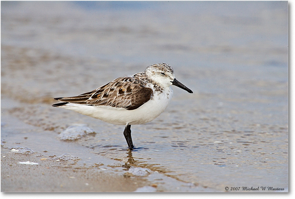Sanderling_LittleTomsCove_2007May_E0K0789 copy
