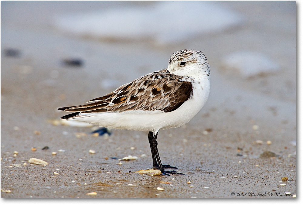 Sanderling_LittleTomsCove_2007May_E0K0800 copy