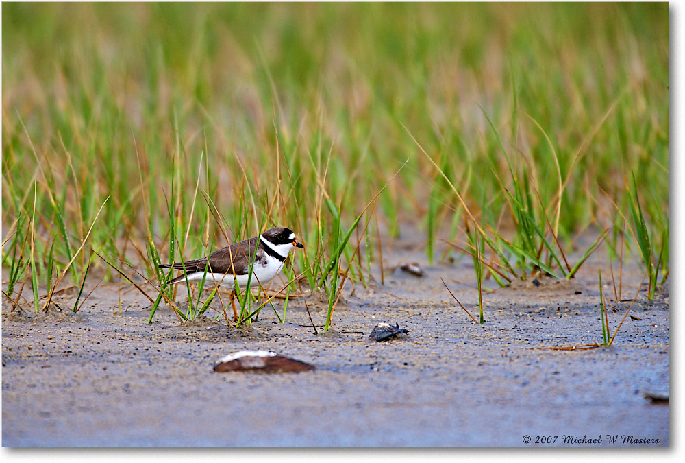 SemipalmatedPlover_Assateague_2007May_E0K0474 copy