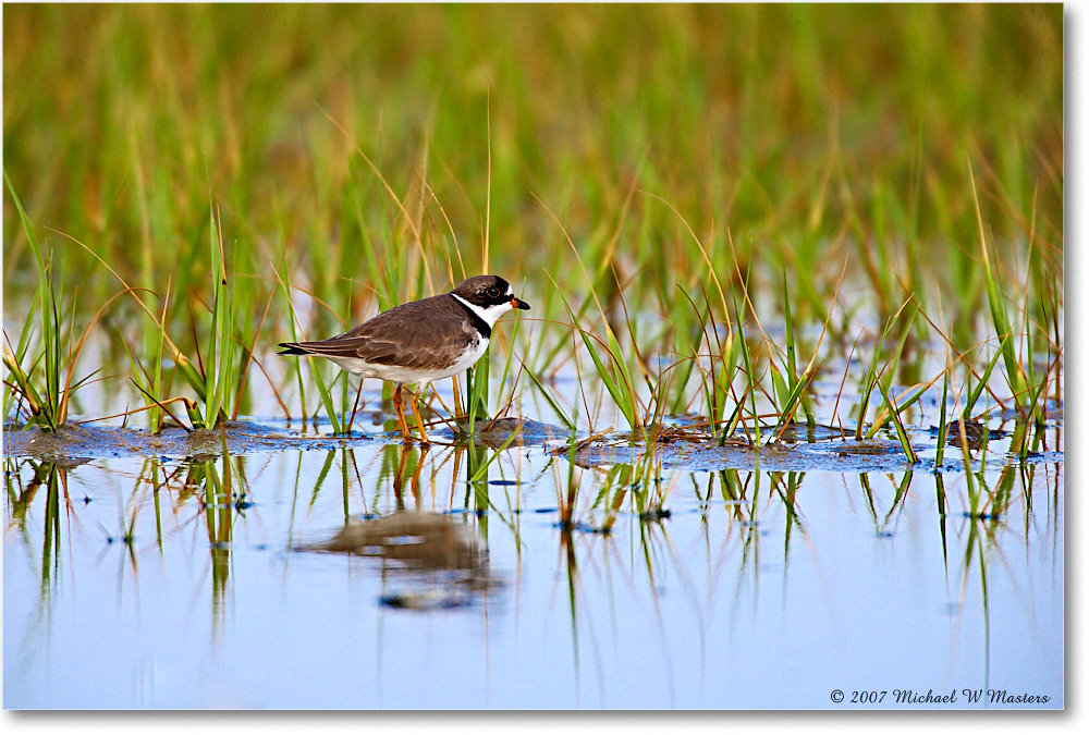 SemipalmatedPlover_Assateague_2007May_E0K0502 copy