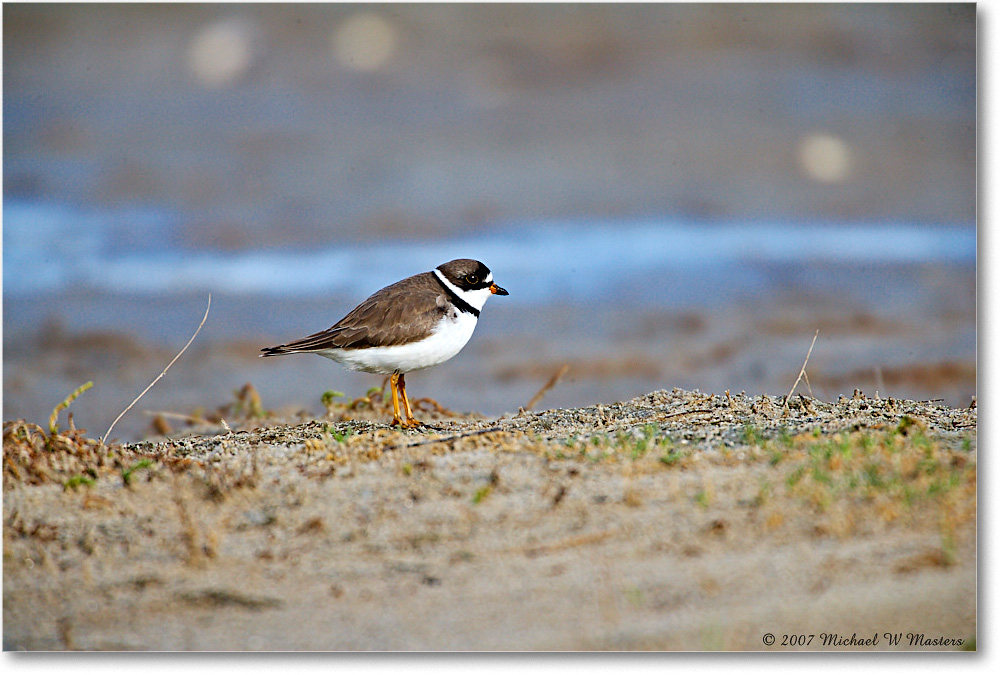 SemipalmatedPlover_Assateague_2007May_E0K0505 copy