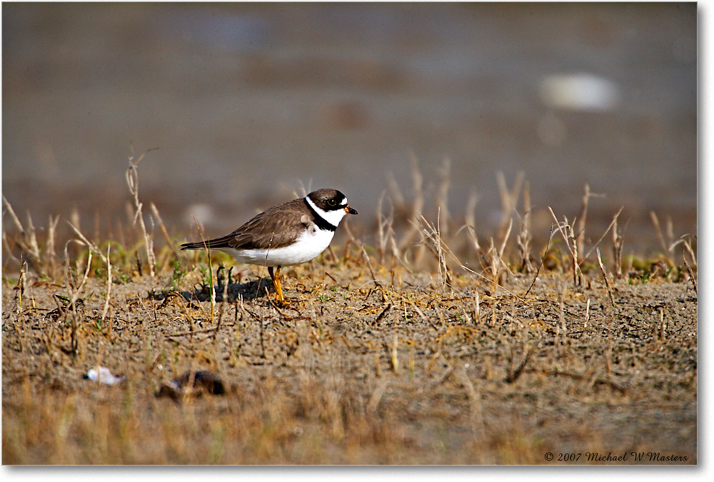 SemipalmatedPlover_Assateague_2007May_E0K0509 copy
