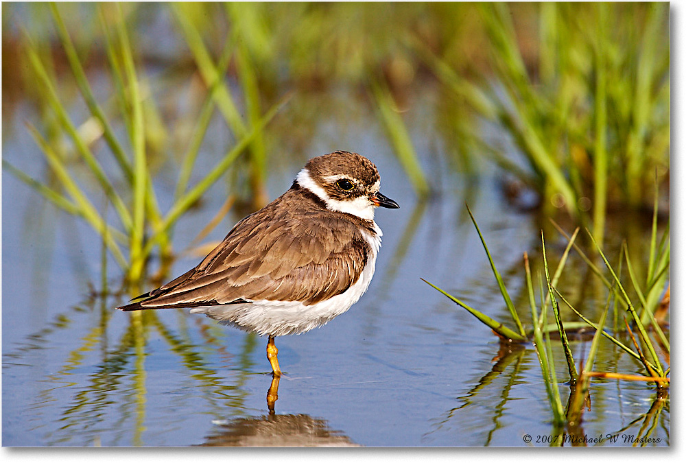 SemipalmatedPlover_Assateague_2007May_E0K0934 copy