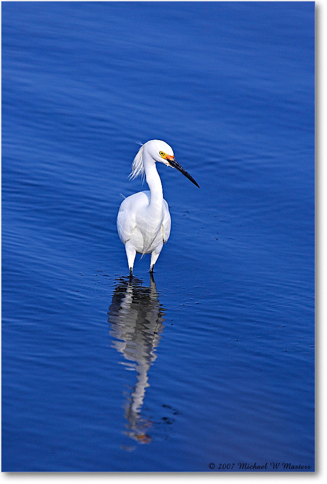 SnowyEgret_ChincoNWR-bdp_2007May_Y2F1548 copy