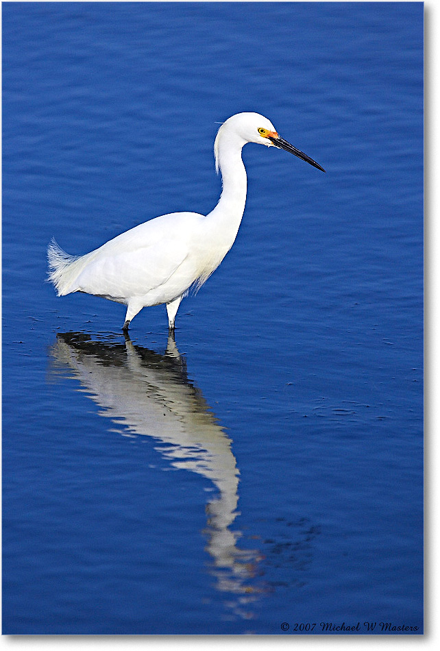 SnowyEgret_ChincoNWR-bdp_2007May_Y2F1559 copy