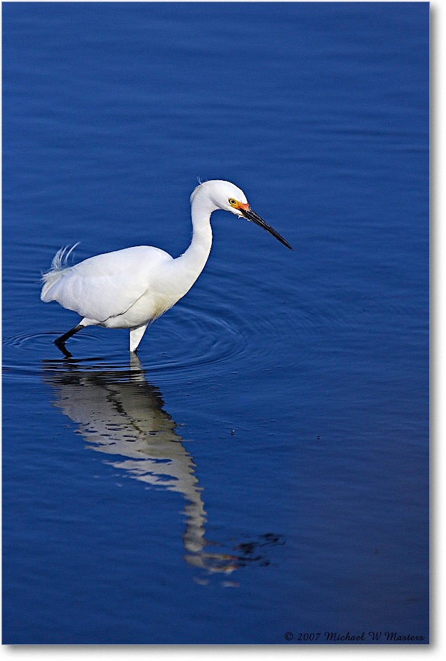 SnowyEgret_ChincoNWR-bdp_2007May_Y2F1568 copy