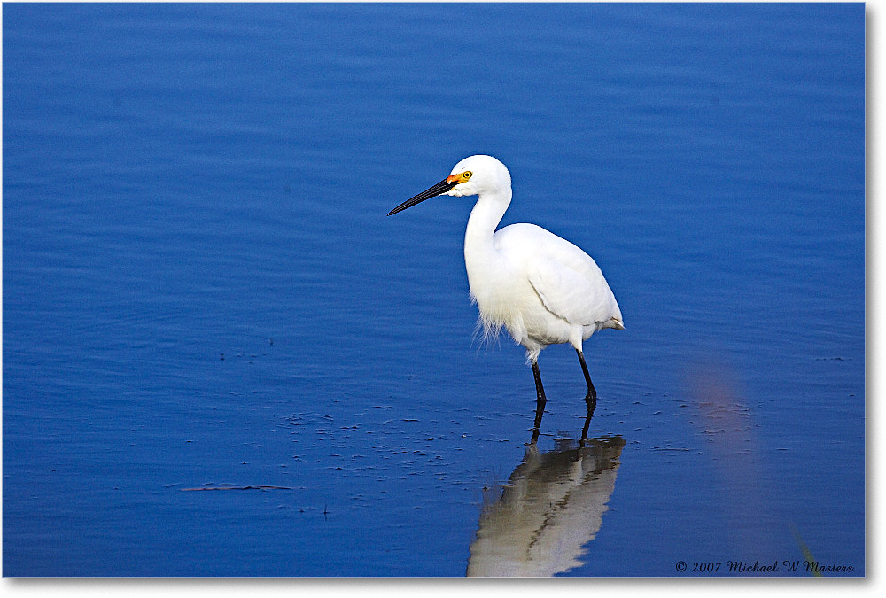 SnowyEgret_ChincoNWR-bdp_2007May_Y2F1629 copy