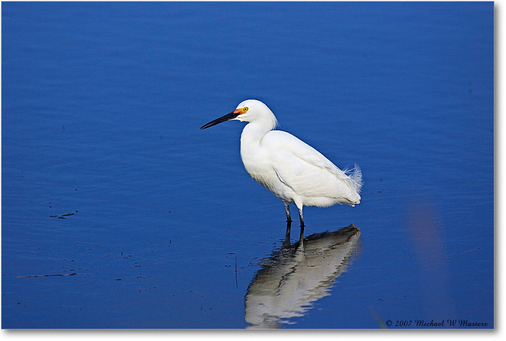 SnowyEgret_ChincoNWR-bdp_2007May_Y2F1806 copy