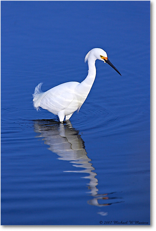 SnowyEgret_ChincoNWR-bdp_2007May_Y2F1855 copy