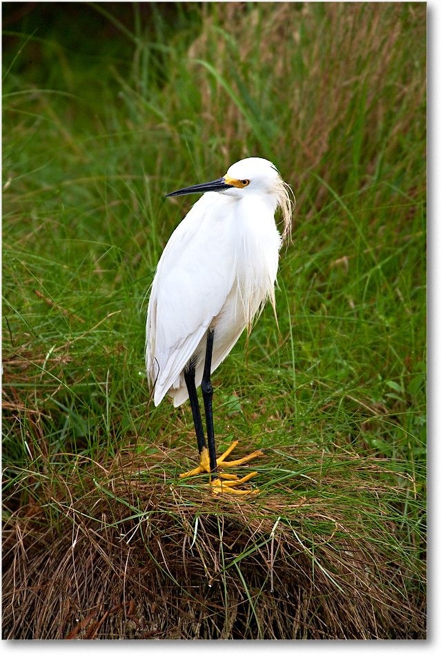 SnowyEgret_ChincoNWR_2007May_E0K0451 copy