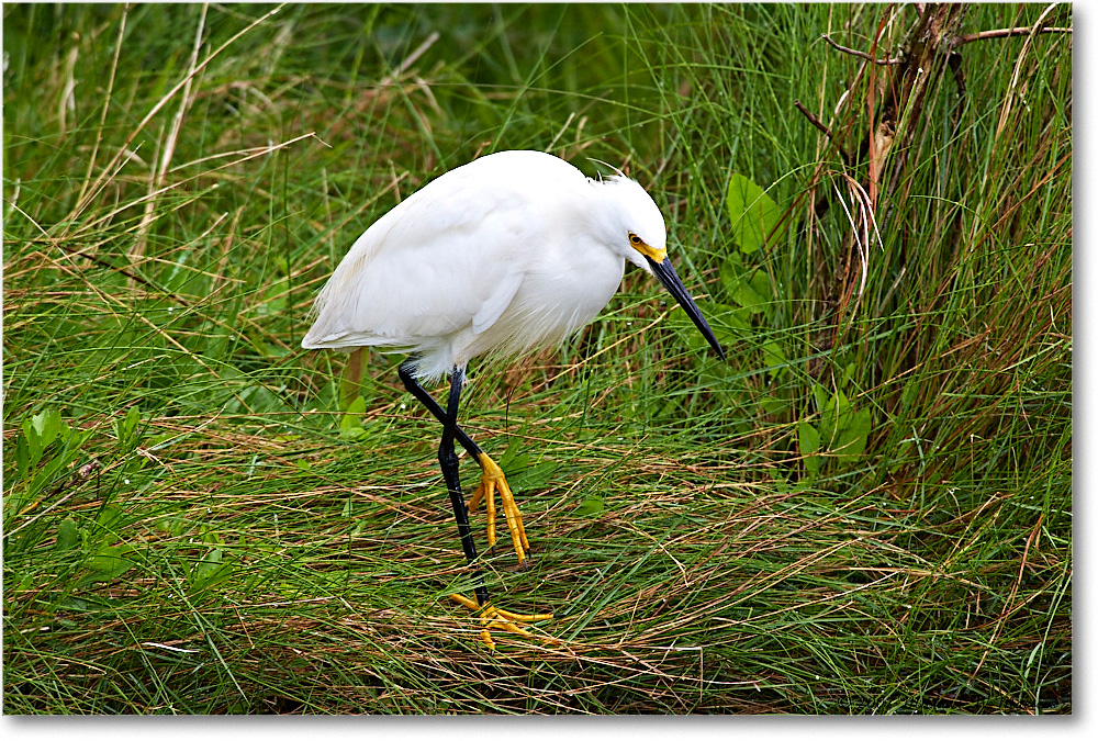 SnowyEgret_ChincoNWR_2007May_E0K0876 copy