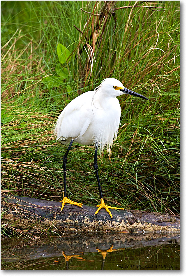 SnowyEgret_ChincoNWR_2007May_E0K0877 copy
