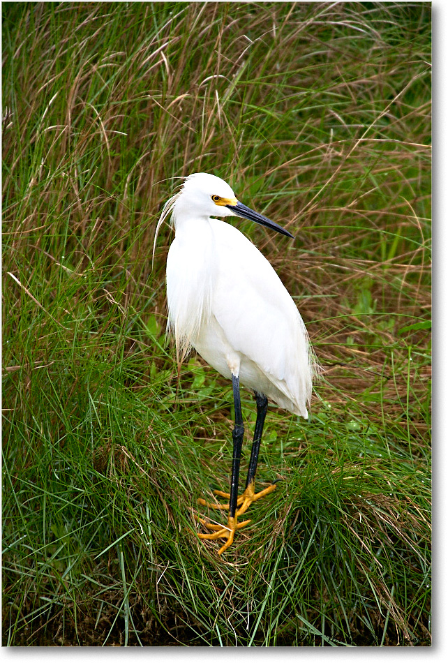 SnowyEgret_ChincoNWR_2007May_E0K0893 copy