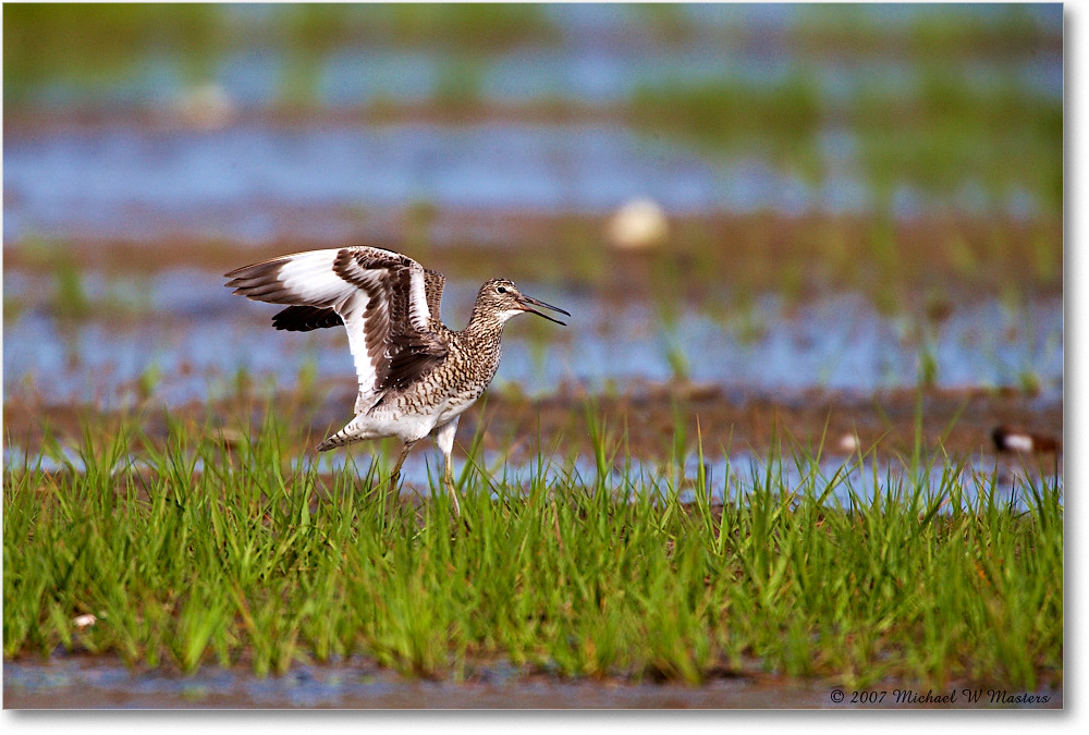 Willet_Assateague_2007May_E0K0643 copy