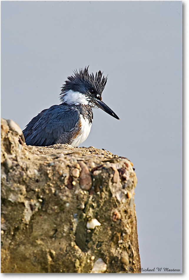 BeltedKingfisher_ChincoNWR-ltc_2007Nov_E0K2065 copy