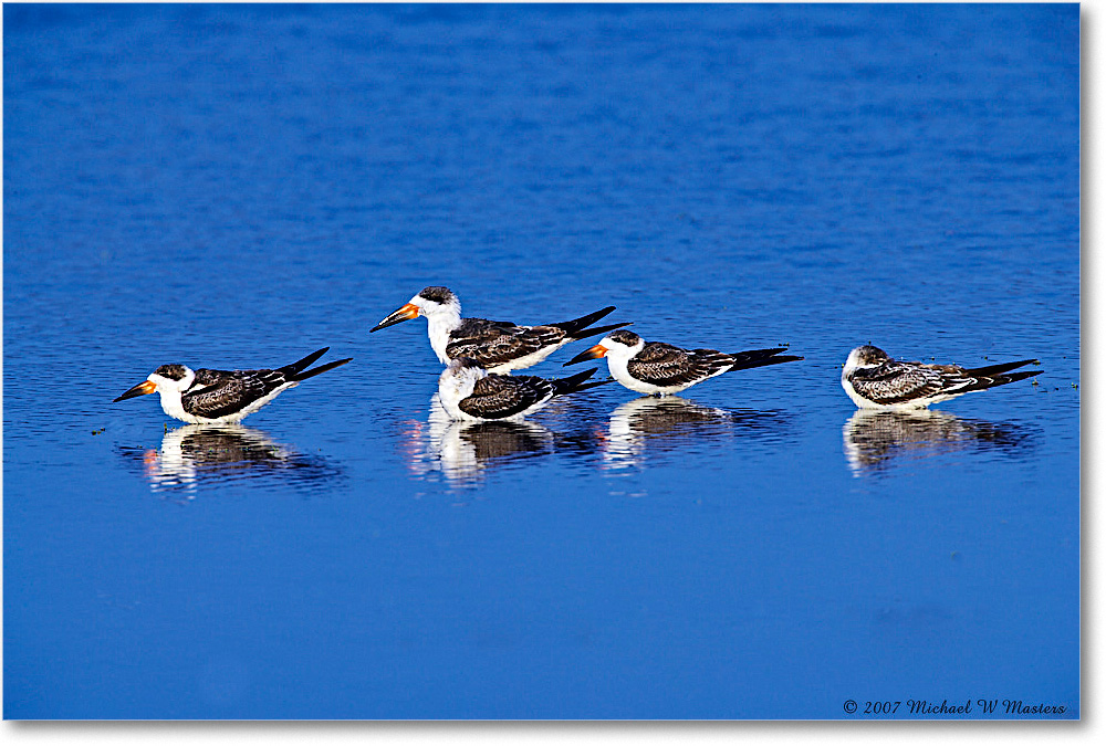 BlackNeckSkimmers_ChincoNWR-wll_2007Nov_E0K2032 copy
