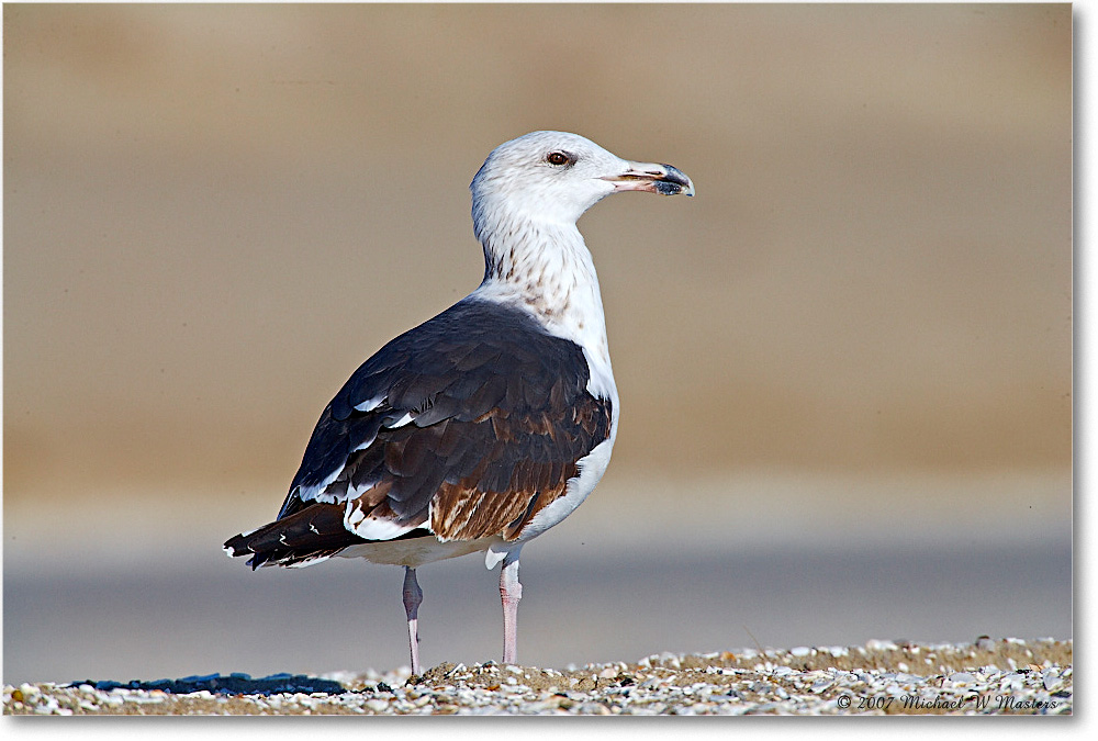 BlackbackGull_Assateague_2007Nov_E0K2531 copy