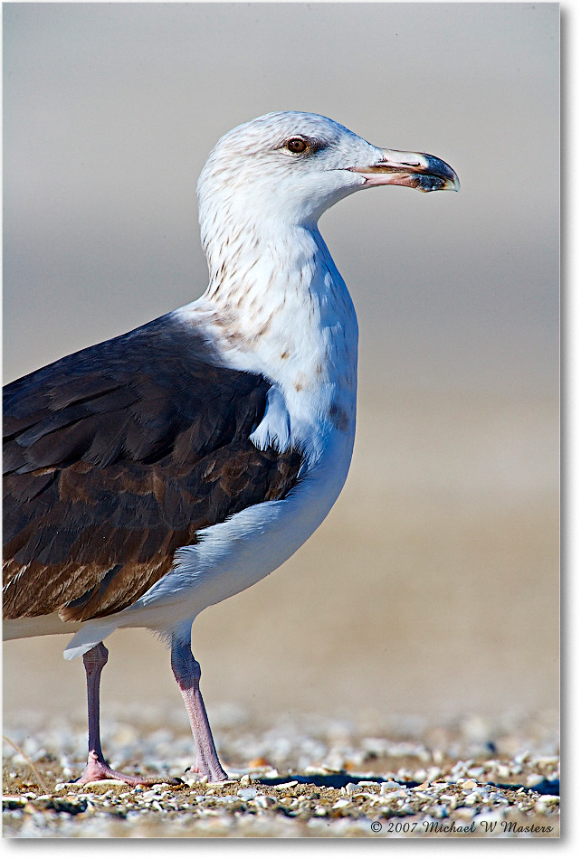 BlackbackGull_Assateague_2007Nov_E0K2550 copy