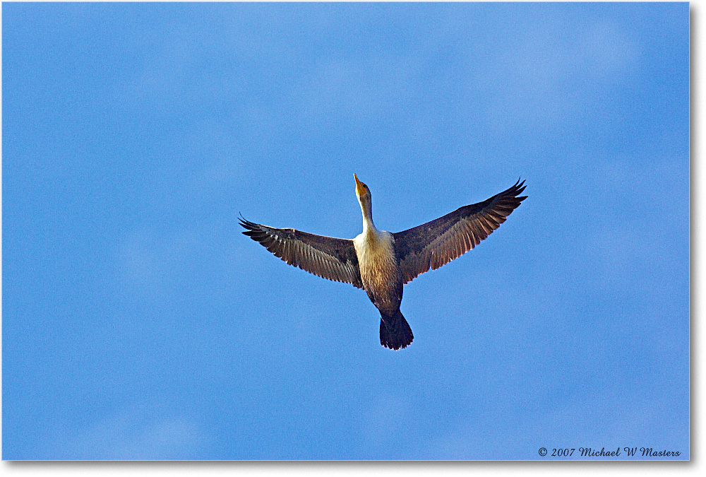 Cormorant_ChincoNWR_2007Nov_Y2F4977 copy