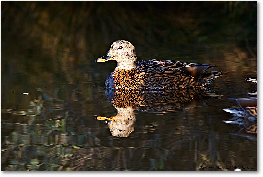 Mallard_ChincoNWR_2007Nov_E0K1962 copy