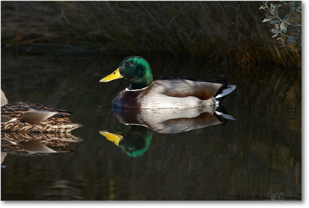 Mallard_ChincoNWR_2007Nov_E0K1963 copy