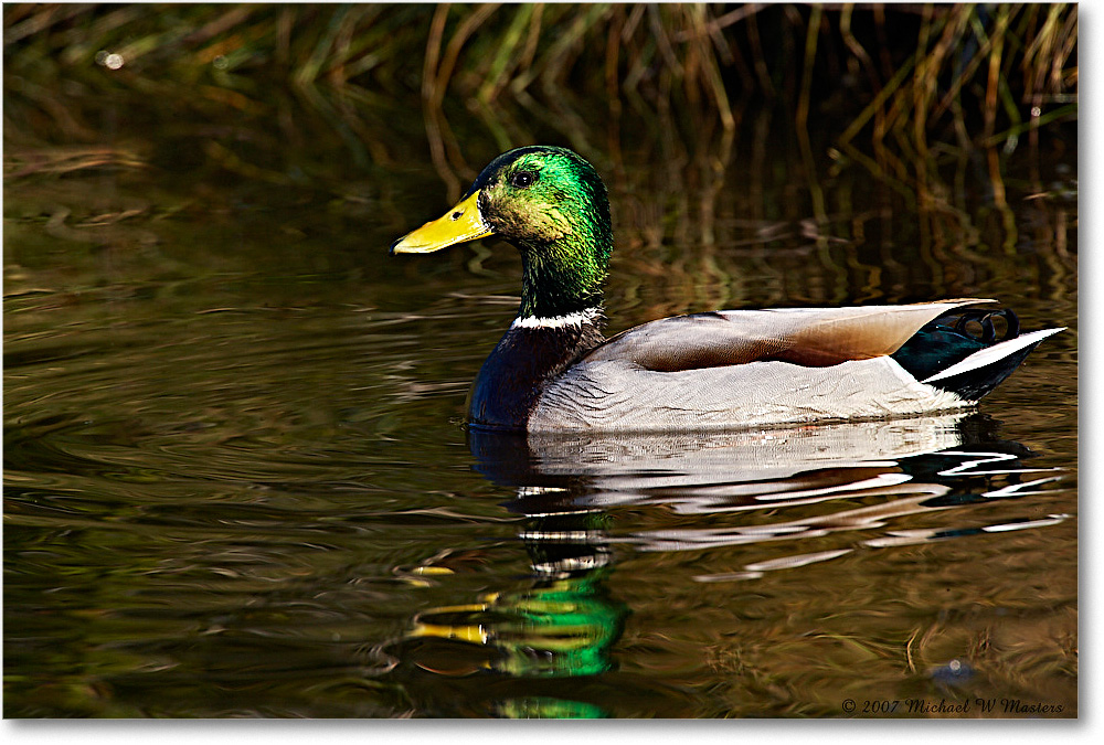 Mallard_ChincoNWR_2007Nov_E0K2499 copy