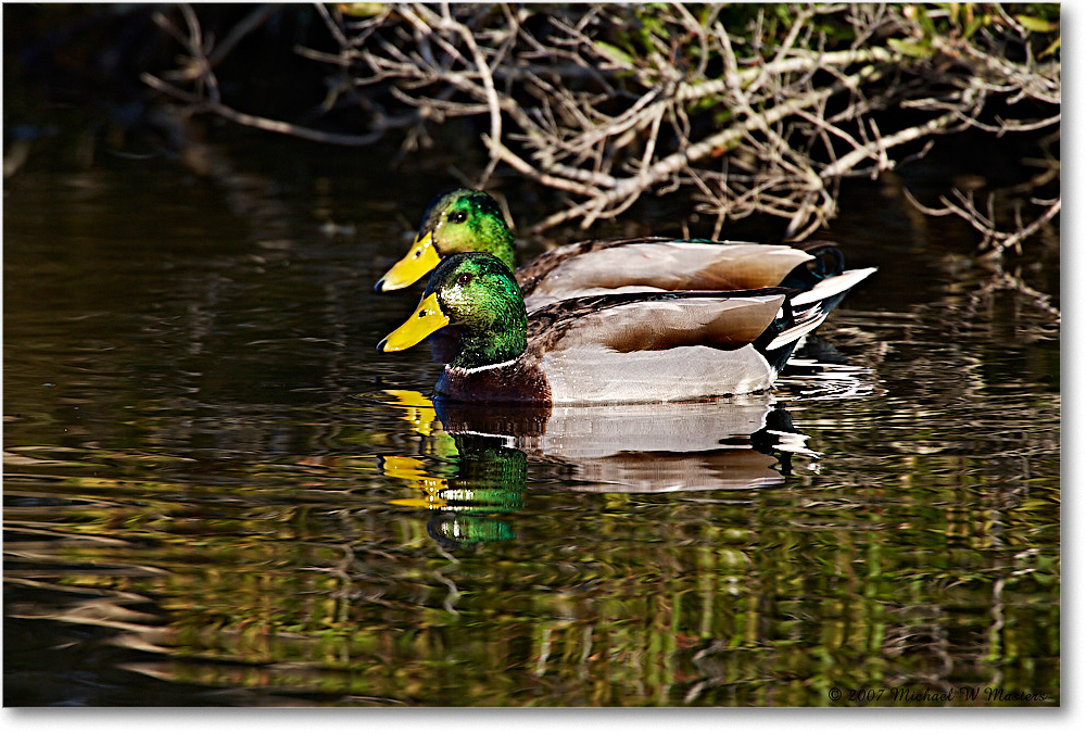 Mallards_ChincoNWR_2007Nov_E0K1977 copy