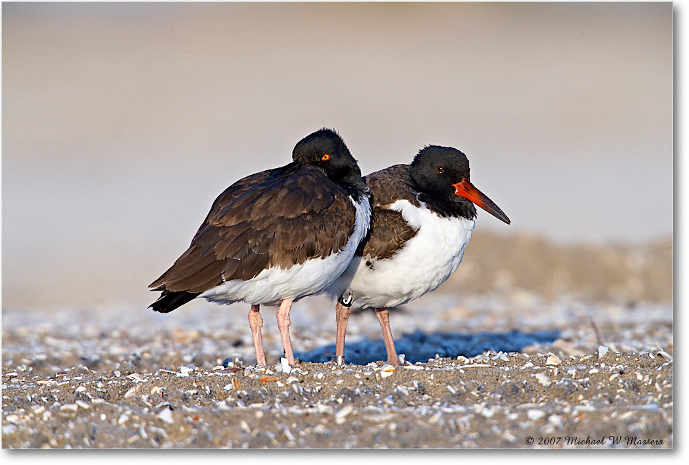 Oystercatchers_Assateague_2007Nov_E0K2354 copy
