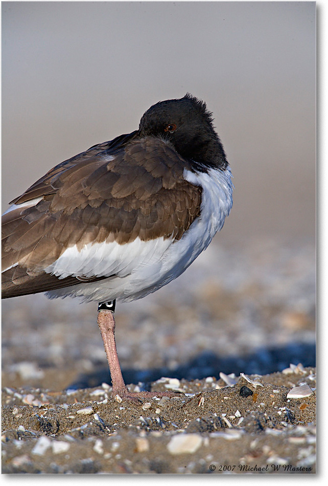 Oystercatchers_Assateague_2007Nov_E0K2391 copy