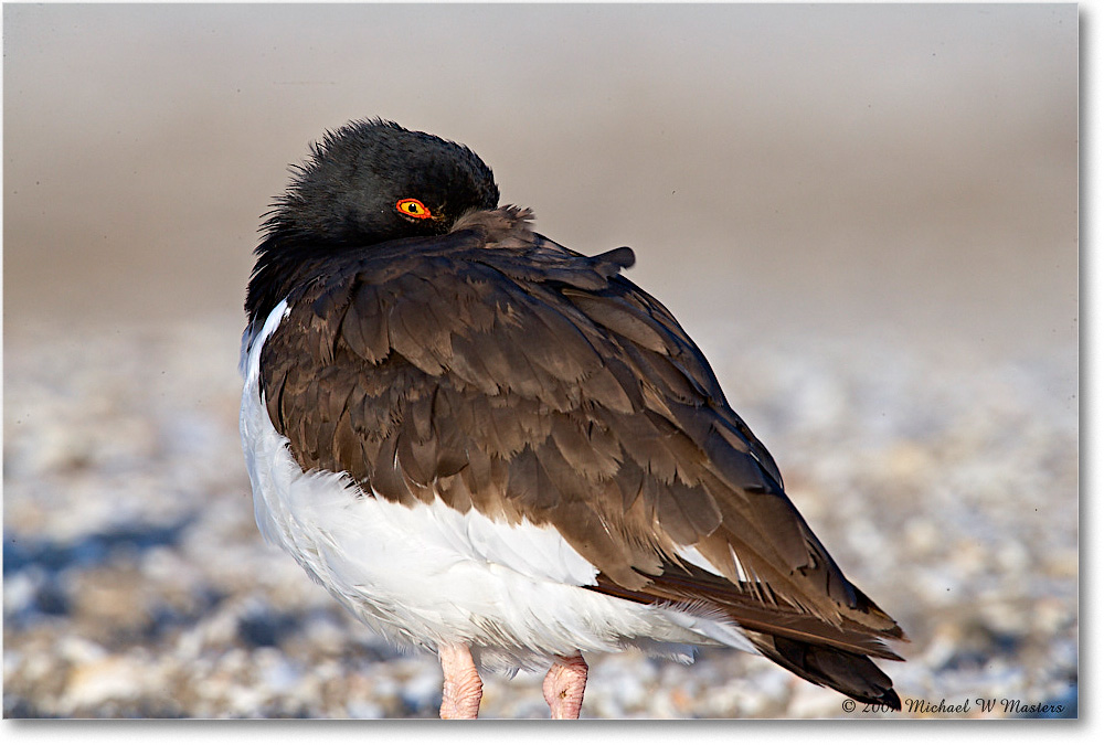 Oystercatchers_Assateague_2007Nov_E0K2409 copy
