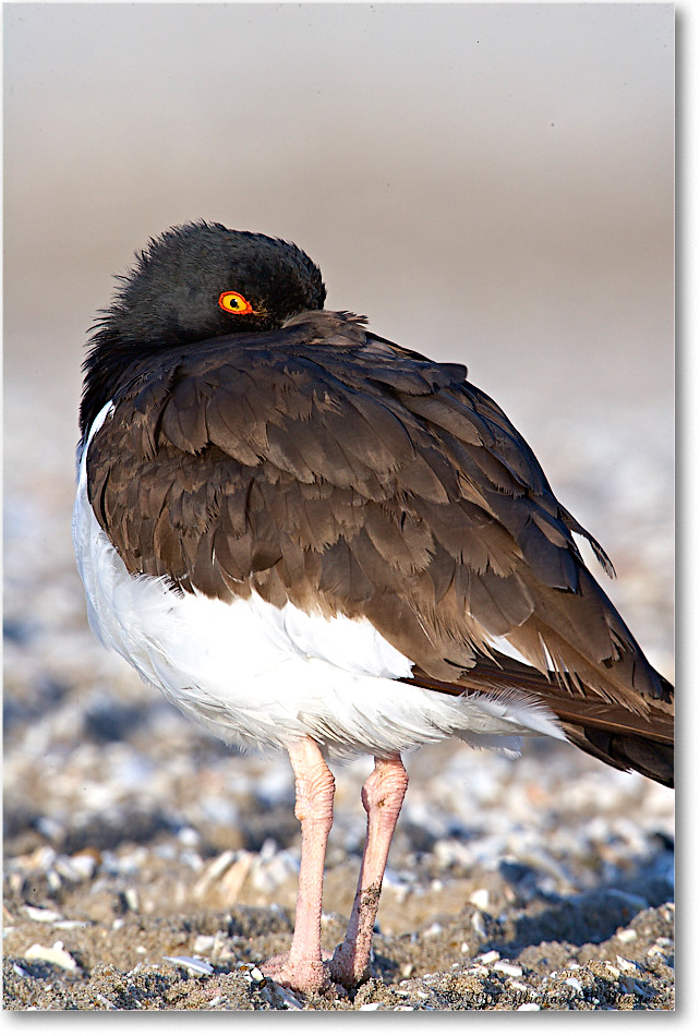 Oystercatchers_Assateague_2007Nov_E0K2414 copy