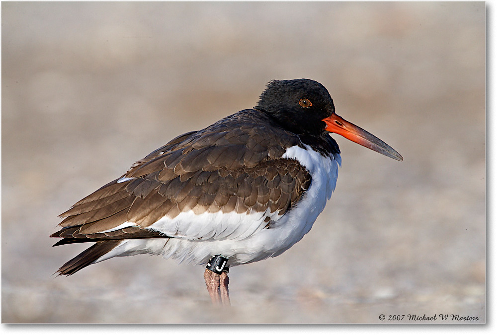 Oystercatchers_Assateague_2007Nov_E0K2448 copy
