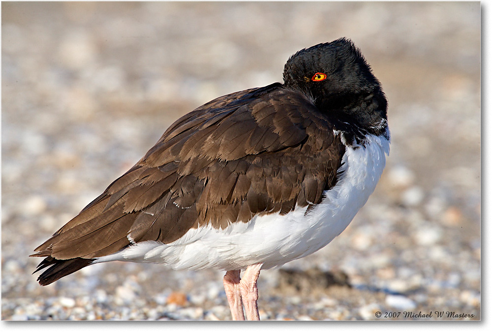 Oystercatchers_Assateague_2007Nov_E0K2472 copy