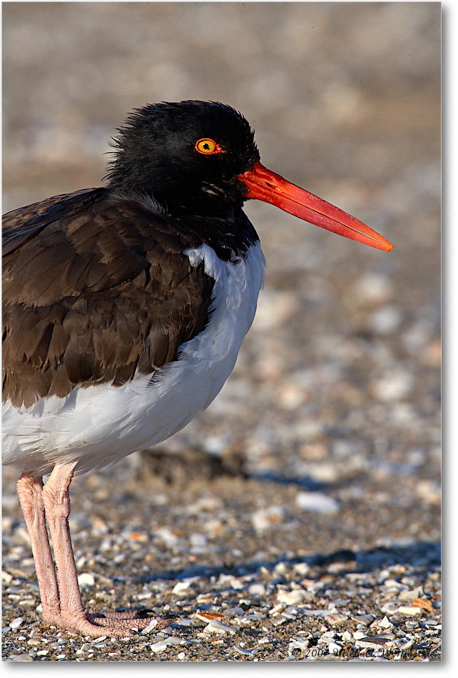 Oystercatchers_Assateague_2007Nov_E0K2482 copy