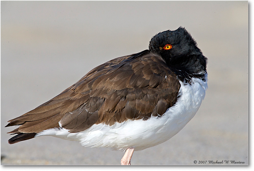 Oystercatchers_Assateague_2007Nov_E0K2507 copy