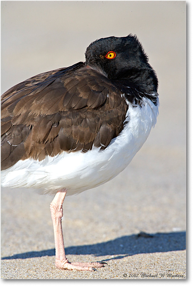 Oystercatchers_Assateague_2007Nov_E0K2516 copy