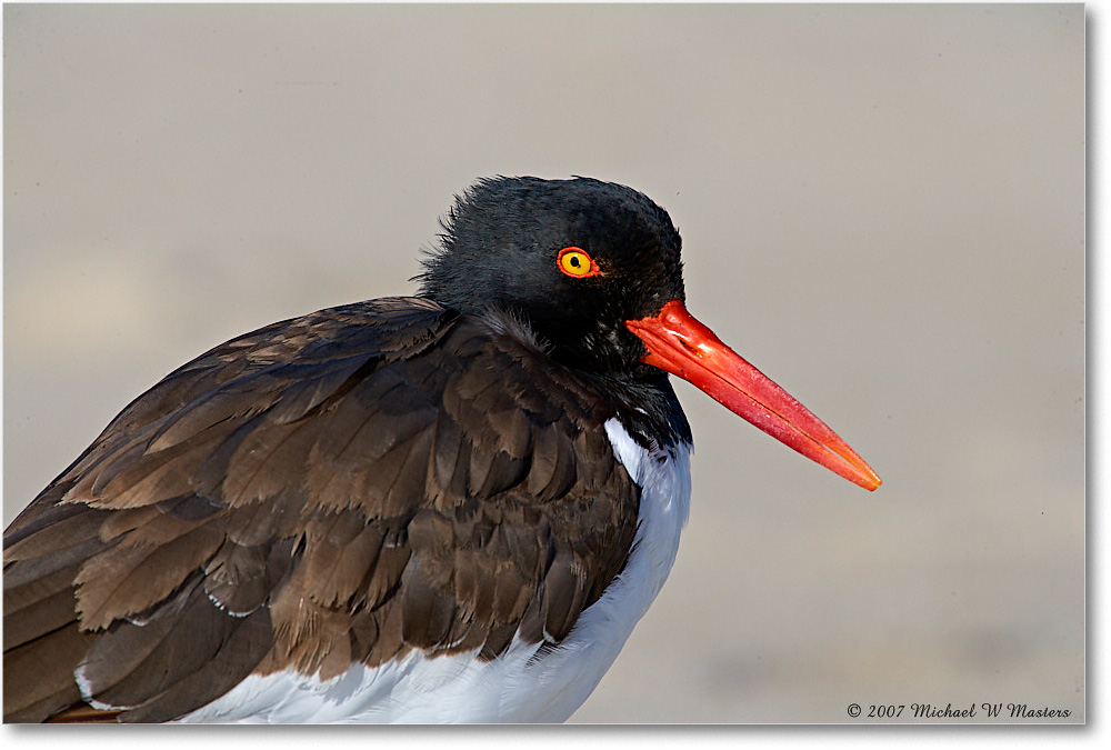 Oystercatchers_Assateague_2007Nov_E0K2524 copy